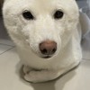 Roblox動物醫院