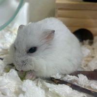 デュエマ(対戦、雑談)