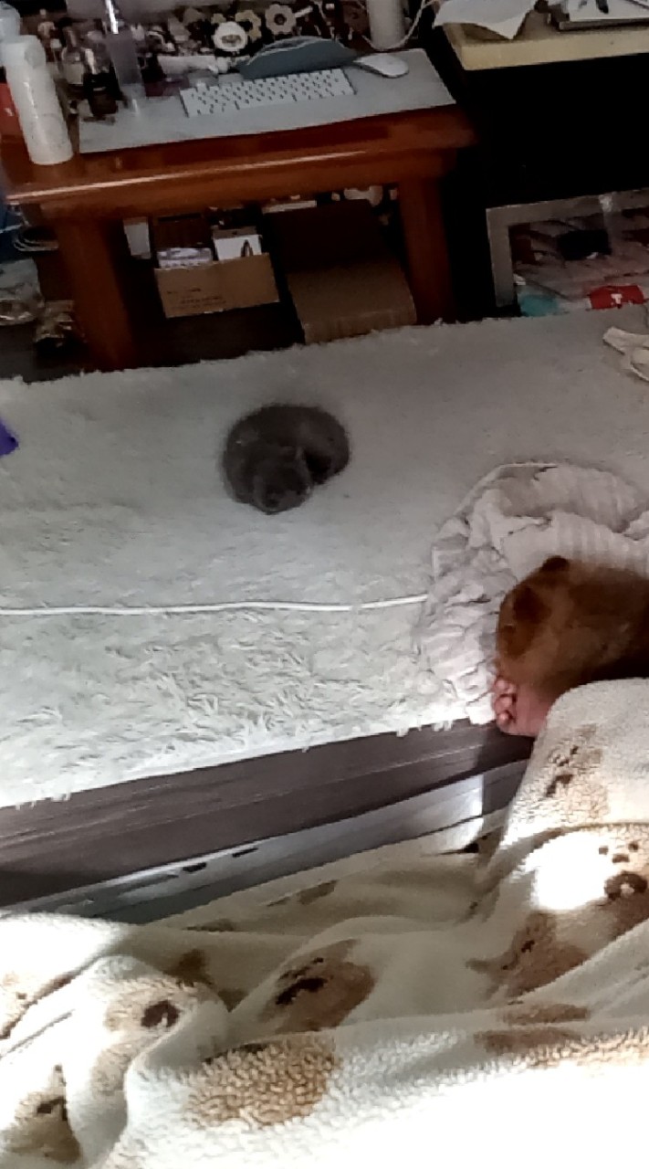 ❤️毛動物們的天使❤️