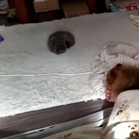❤️毛動物們的天使❤️