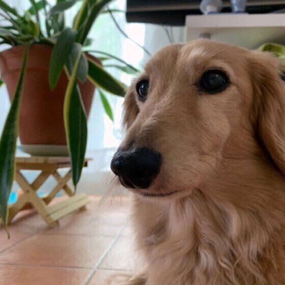 これって夏バテ 犬の熱中症と夏バテの違いを解説