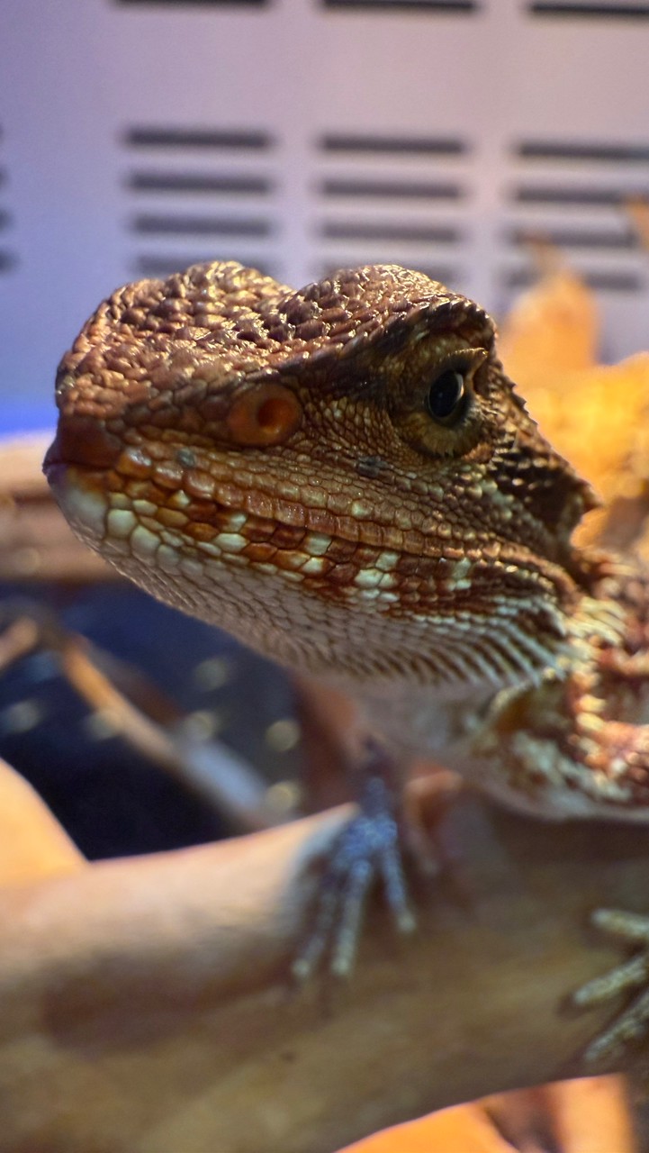 爬蟲🐢🦎🐍🐸交流/分享/交易