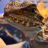爬蟲🐢🦎🐍🐸交流/分享/交易