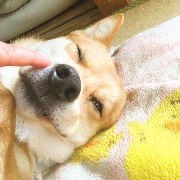 犬 ペロペロ 止まら ない