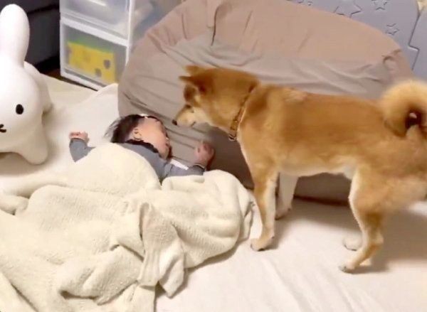 寝ている妹を起こさないように 柴犬兄さんの愛情深い行動