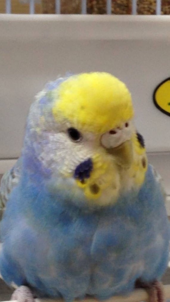 clubhouse インコ友の会