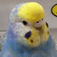 clubhouse インコ友の会
