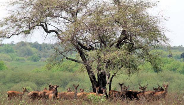 Savana Savana Yang Mengantar Wisatawan Ke Afrika