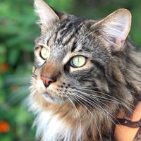 猫にくつろぐ
