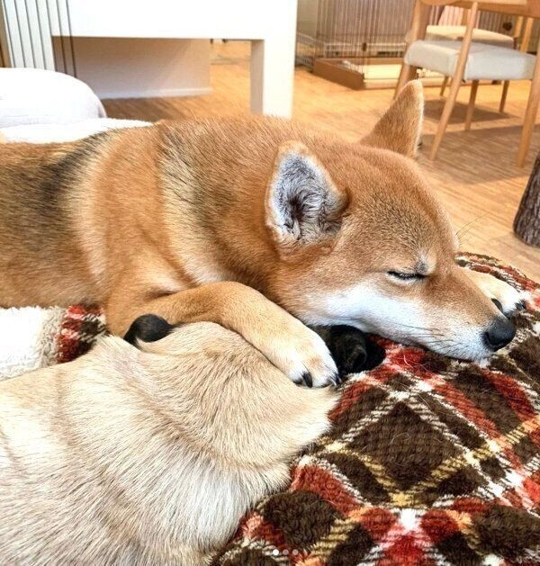 愛犬は寝る時に布団にやってくる のは何割