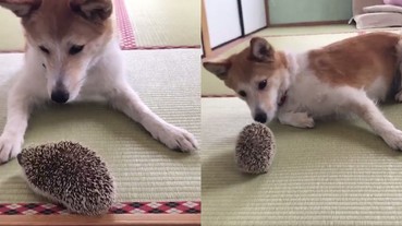 狗狗第一次看見「刺蝟」想跟牠玩 友好的舔一下...立刻被嚇到彈起來！
