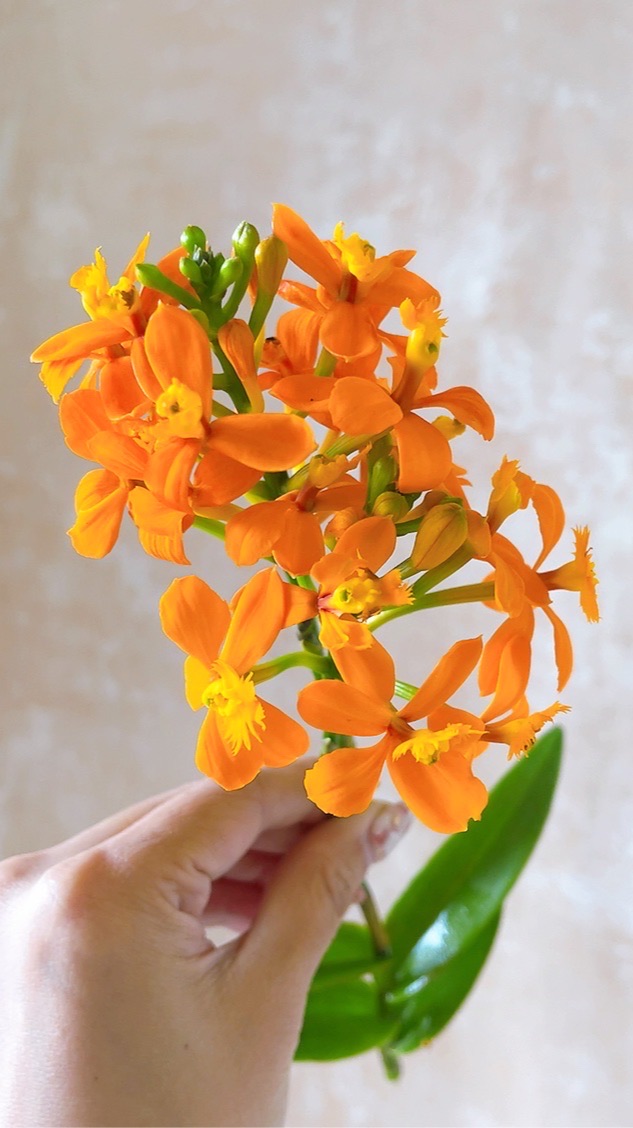 喬瑟琳小花室