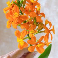 喬瑟琳小花室