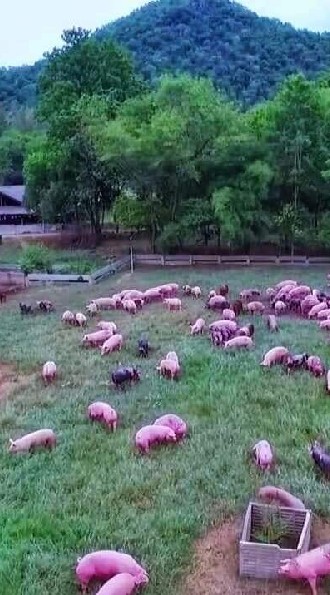 Free-range Pigs เนื้อหมูเพื่อลูกและทุกคนในครอบครัว