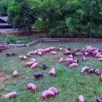 Free-range Pigs เนื้อหมูเพื่อลูกและทุกคนในครอบครัว