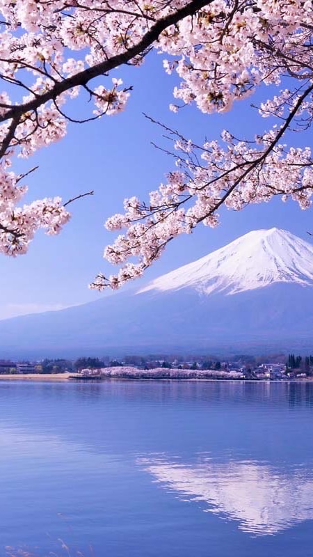 （🇯🇵日本代購）鳯梨好康好康報您