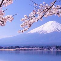 （🇯🇵日本代購）鳯梨好康好康報您