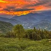 壺荼龍哥的糊塗宇宙（茶/酒/咖啡資訊分享）
