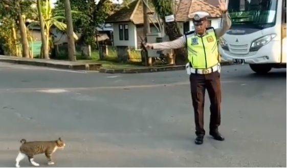 Polisi seberangkan seekor kucing