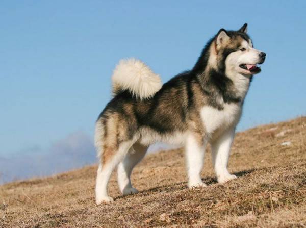 Mengenal 7 Fakta Alaskan Malamute Sering Salah Dikira Siberian Husky