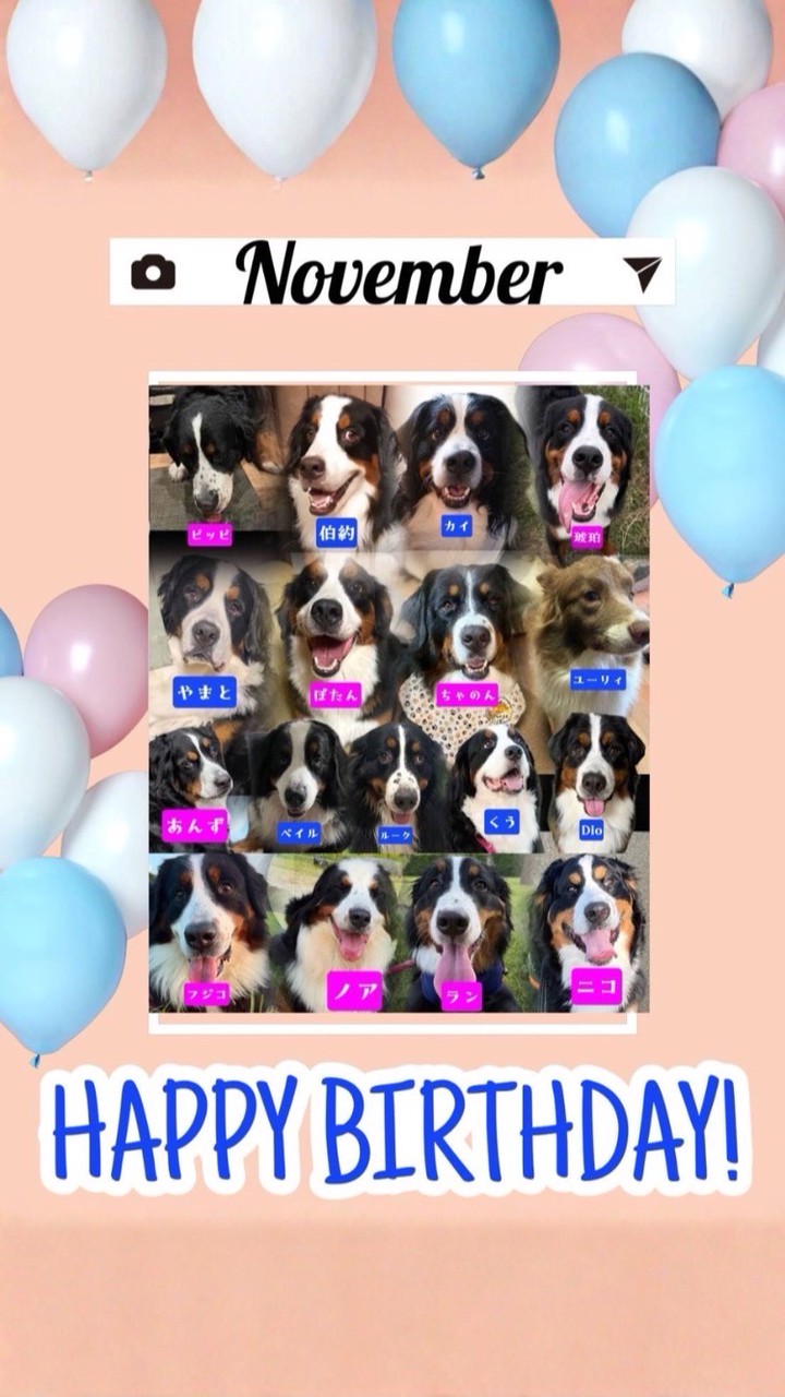 ALL 🐾JAPAN🐾BERNESE🐾CLUB