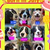 ALL 🐾JAPAN🐾BERNESE🐾CLUB