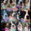 ALL 🐾JAPAN🐾BERNESE🐾CLUB