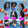 ALL 🐾JAPAN🐾BERNESE🐾CLUB