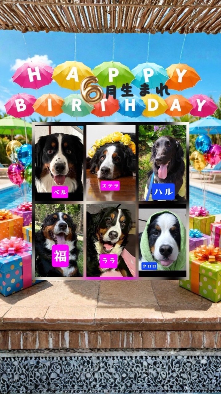 ALL🐾JAPAN🐾BERNESE🐾CLUB_AJBC