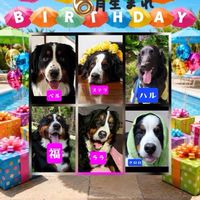 ALL🐾JAPAN🐾BERNESE🐾CLUB_AJBC