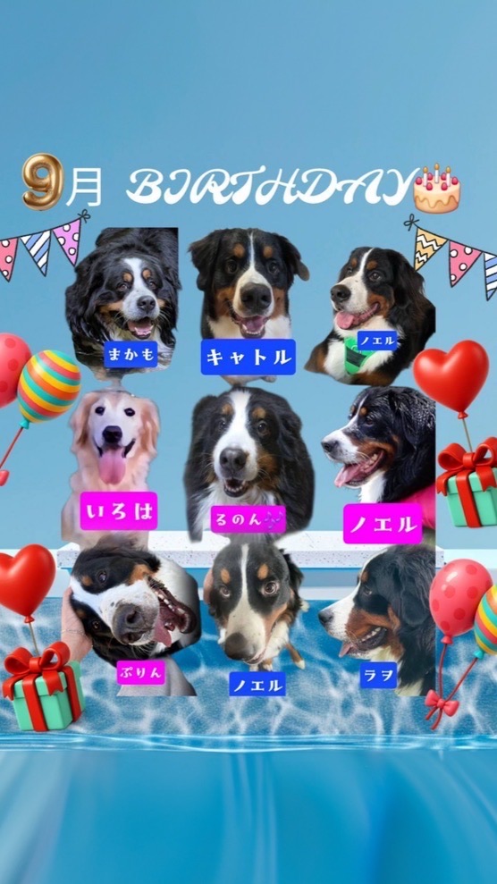 ALL 🐾JAPAN🐾BERNESE🐾CLUB