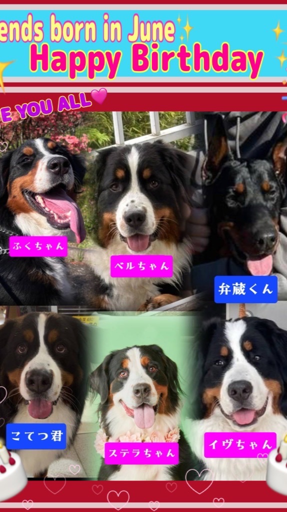ALL 🐾JAPAN🐾BERNESE🐾CLUB