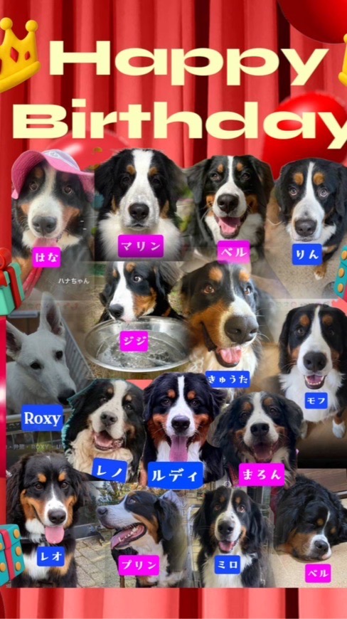 ALL 🐾JAPAN🐾BERNESE🐾CLUB