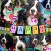 ALL 🐾JAPAN🐾BERNESE🐾CLUB