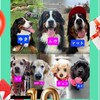ALL 🐾JAPAN🐾BERNESE🐾CLUB