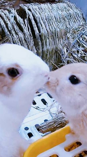 北部×交流×兔聚