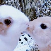 北部×交流×兔聚