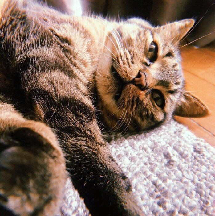 猫にフローリングはよくない？ 起こりがちなケガや懸念点