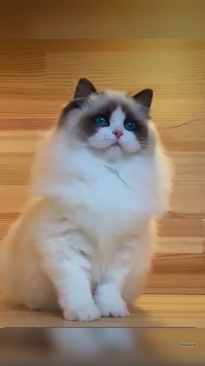 布偶猫交流論壇