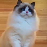 布偶猫交流論壇