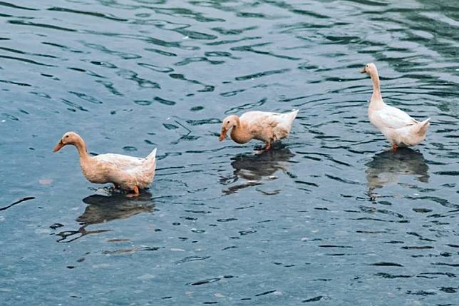 圖片來源：FB @甲鳥園