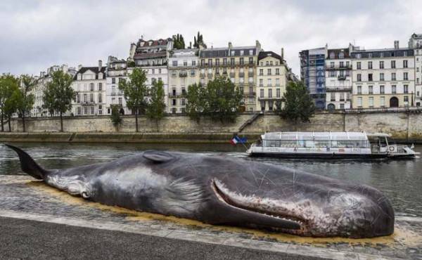 ™ Ada Ikan Paus Terdampar di Sepanjang Sungai Seine Paris! Mengejutkan, 