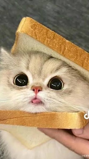 超級貓貓的Roblox恩典群