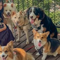 伊莉莎白咖啡廳寵物美容住宿選品