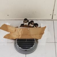 🚚トラック仲間の部屋