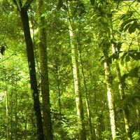 建築與樹木知識分享社群