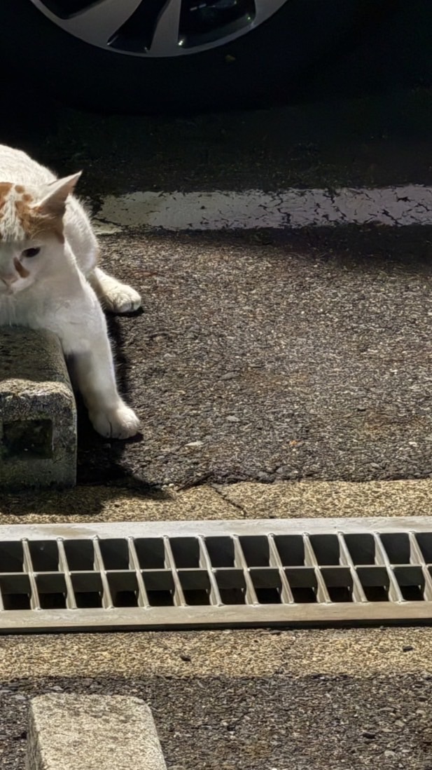 猫好きの溜まり場　(ほのぼの猫写真共有オープンチャット)