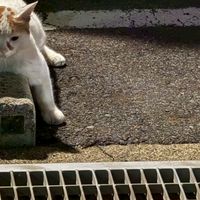 猫好きの溜まり場　(ほのぼの猫写真共有オープンチャット)