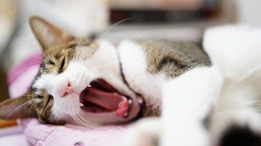 為了不讓員工上班打瞌睡，日本企業研發人臉辨識系統，敢睡覺就把冷氣開最強