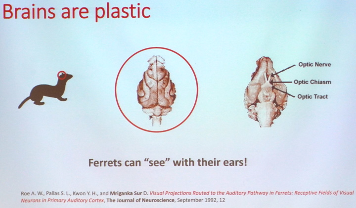科學家曾嘗試將視覺訊號送到矇眼貂的聽覺神經。